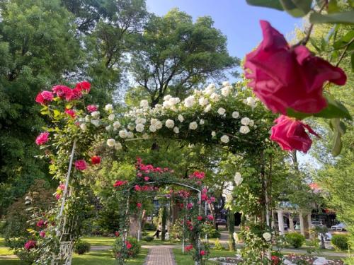 Сквер Каллифея в геленжике. 06 Сквер Каллифея в геленжике. 06