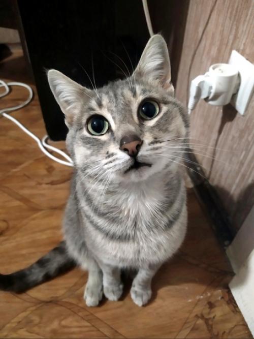 Котик с модной стрижкой ищет добрые руки возраст около 3 х лет, очень ласковый, игривый очень умный, всегда всё понимает. 02