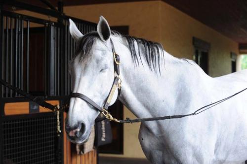 Недавно мы рассказывали про грума Кента фаррингтона и лошадей, которые находятся у нее в работе. 05 Недавно мы рассказывали про грума Кента фаррингтона и лошадей, которые находятся у нее в работе. 05