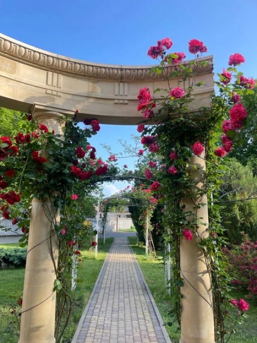 Сквер Каллифея в геленжике. 03 Сквер Каллифея в геленжике. 03