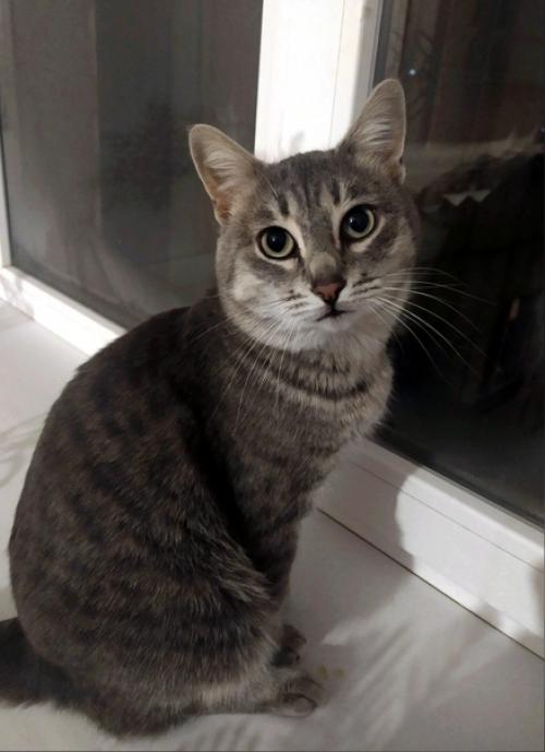 Котик с модной стрижкой ищет добрые руки возраст около 3 х лет, очень ласковый, игривый очень умный, всегда всё понимает. 01