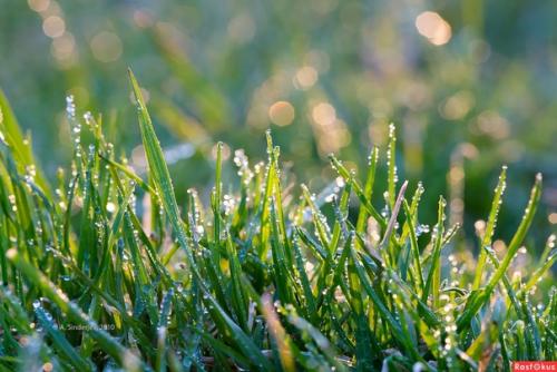 Сенокос, сенокос!  Луг без волос остался! 02