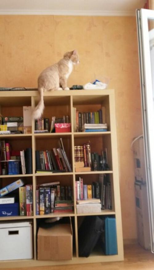 Вот кот, глядя на которого я понимаю, что все трудности ничто, по сравнению с тем, что ты можешь сделать кого-то счастливым. 02