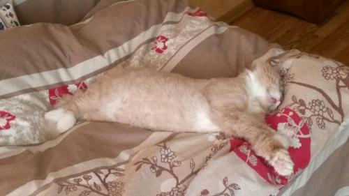 Вот кот, глядя на которого я понимаю, что все трудности ничто, по сравнению с тем, что ты можешь сделать кого-то счастливым. 01