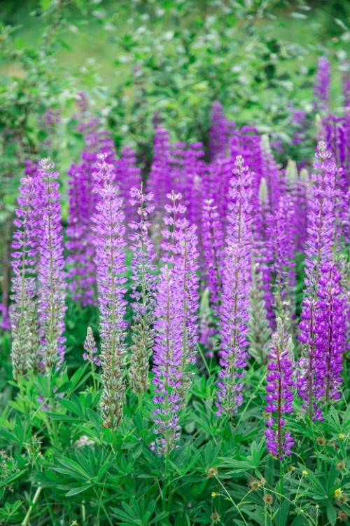 Быть королевой своей жизни -. 04 Быть королевой своей жизни -. 04