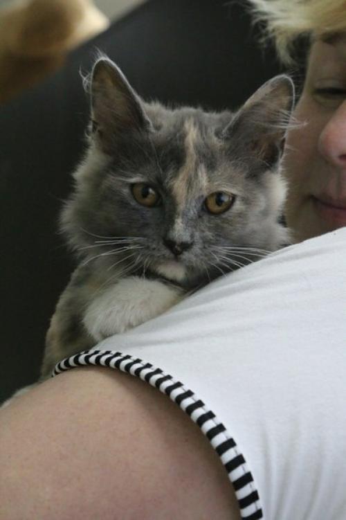 Ищу семью для моего любимого котенка чуи. 01 Ищу семью для моего любимого котенка чуи. 01