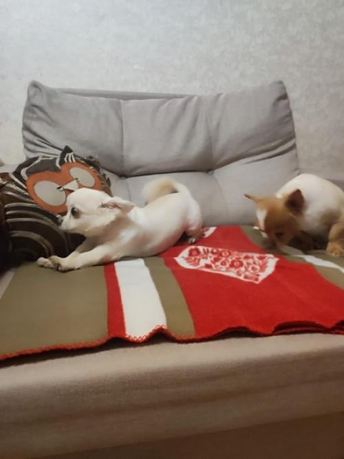 Ляля и персик, наша парочка, Оксана с мужем приютили их после смерти заводчика, моего друга, Елены чемерко. 03