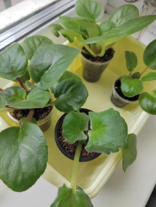 В первое десятилетие 19 века модным украшением дамских платьев и причёсок был букет, называемый Александровским. 03