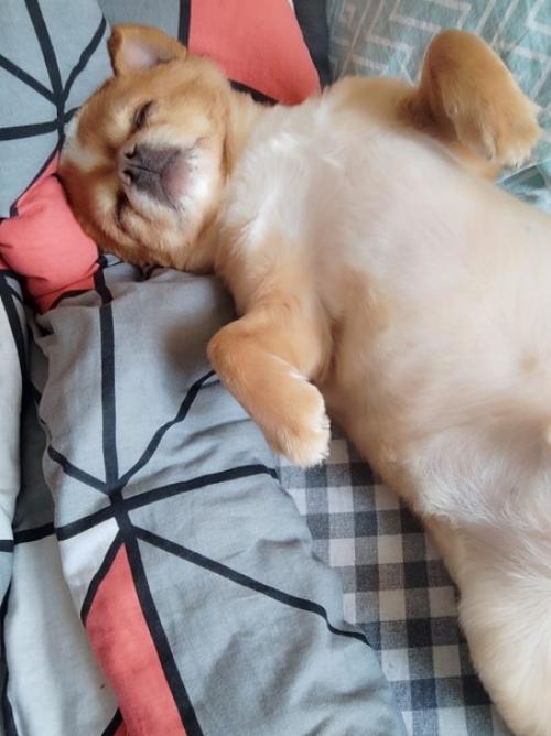 Ляля и персик, наша парочка, Оксана с мужем приютили их после смерти заводчика, моего друга, Елены чемерко. 04