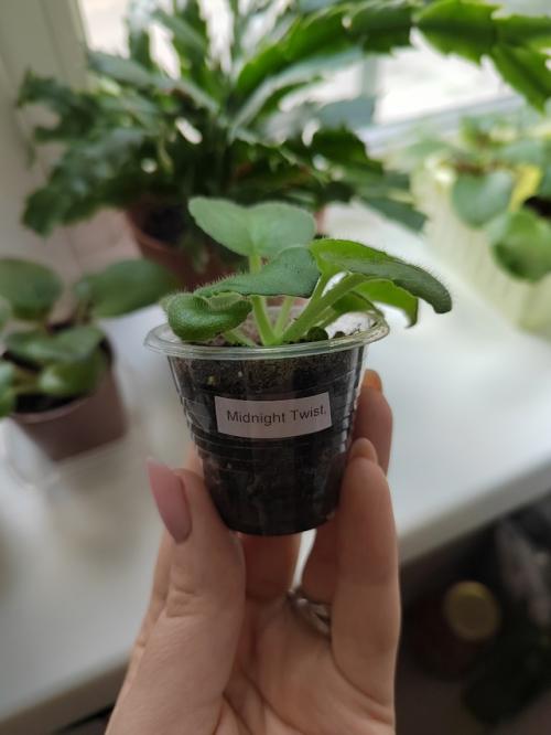 В первое десятилетие 19 века модным украшением дамских платьев и причёсок был букет, называемый Александровским. 04