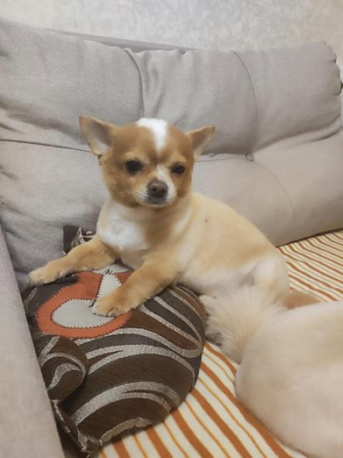 Ляля и персик, наша парочка, Оксана с мужем приютили их после смерти заводчика, моего друга, Елены чемерко. 02