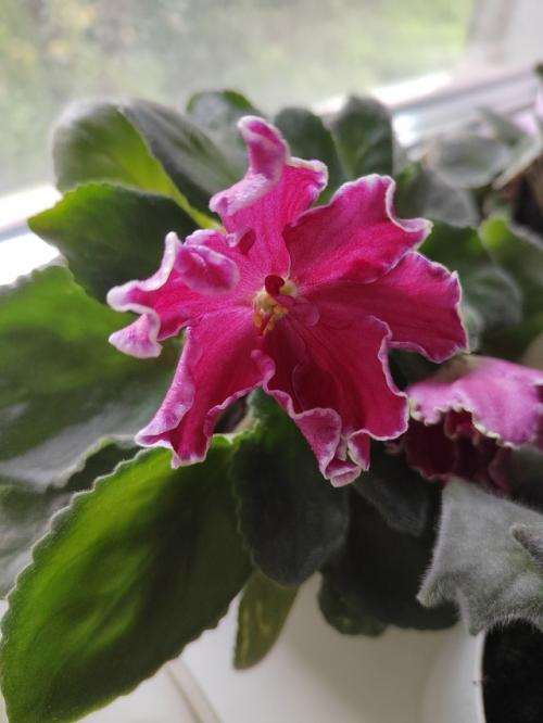 В первое десятилетие 19 века модным украшением дамских платьев и причёсок был букет, называемый Александровским. 02