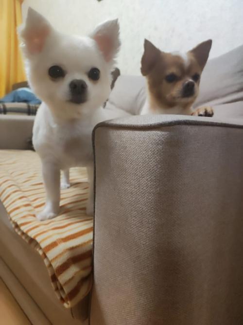 Ляля и персик, наша парочка, Оксана с мужем приютили их после смерти заводчика, моего друга, Елены чемерко. 01