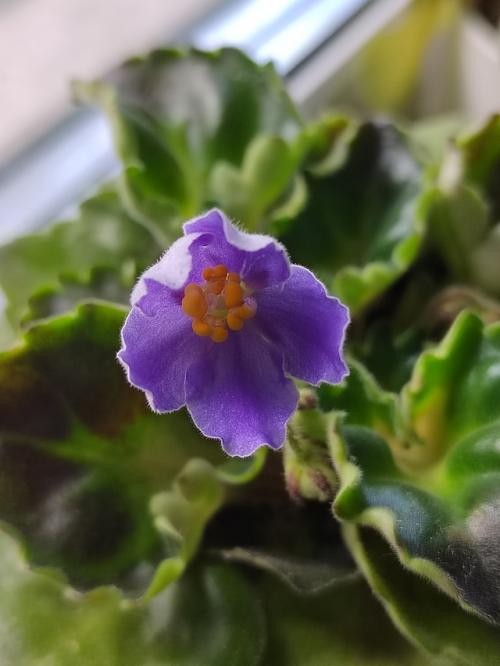 В первое десятилетие 19 века модным украшением дамских платьев и причёсок был букет, называемый Александровским. 01