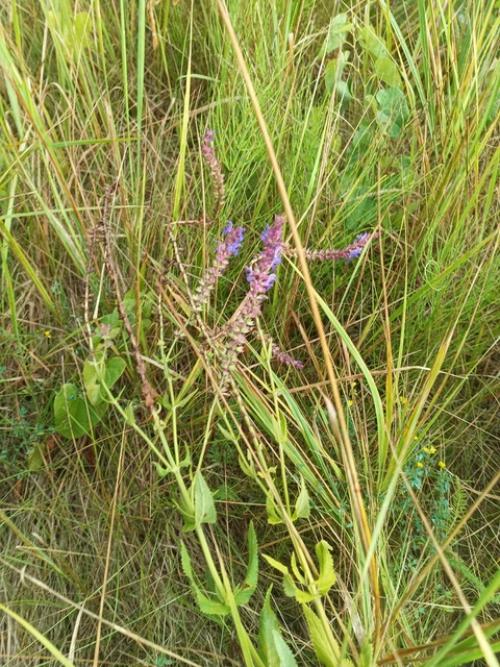 Отказалась от маникюра. 06