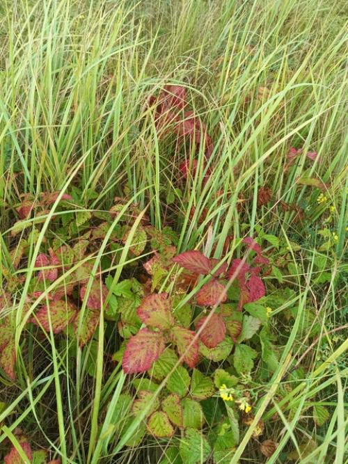 Отказалась от маникюра. 05