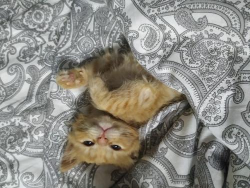 СПб. Знакомьтесь, это малюся! 01 СПб. Знакомьтесь, это малюся! 01