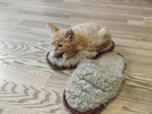 СПб. Знакомьтесь, это малюся! 04 СПб. Знакомьтесь, это малюся! 04