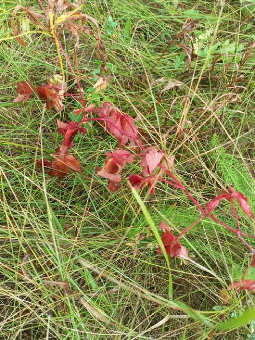 Отказалась от маникюра. 03