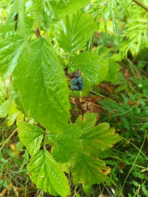 Отказалась от маникюра. 01