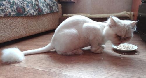 Кармен. Смешная и милая девчушка - перс - экзот. 05