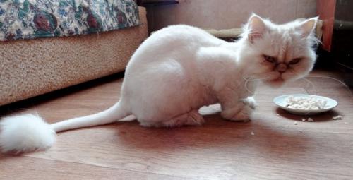 Кармен. Смешная и милая девчушка - перс - экзот. 01