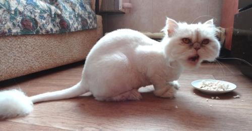 Кармен. Смешная и милая девчушка - перс - экзот. 02