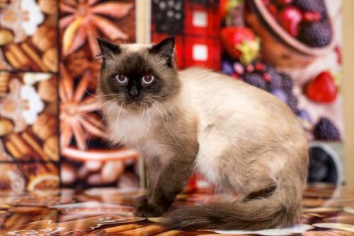 Котики в самые любящие руки! 02 Котики в самые любящие руки! 02