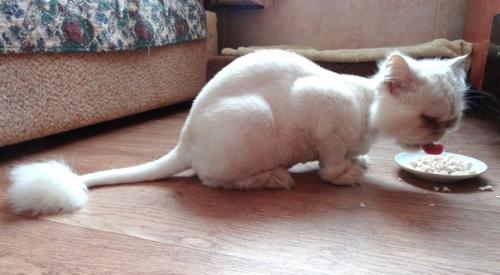 Кармен. Смешная и милая девчушка - перс - экзот. 04