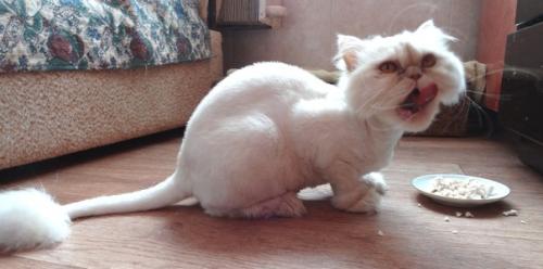 Кармен. Смешная и милая девчушка - перс - экзот. 03