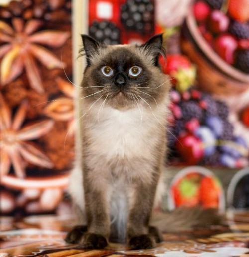 Котики в самые любящие руки! 03 Котики в самые любящие руки! 03