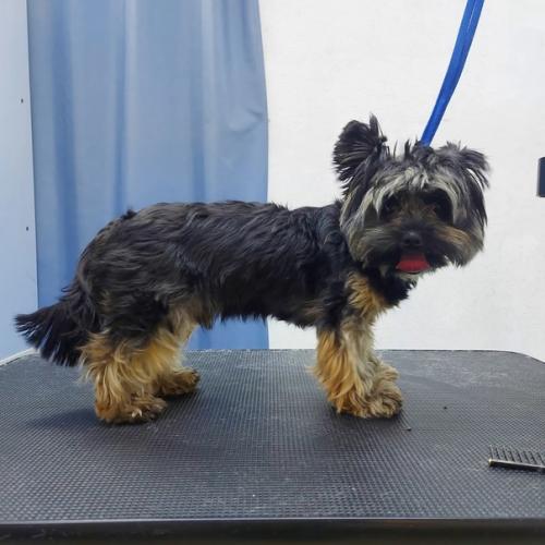 Братьям нашим меньшим тоже требуется уход. 01