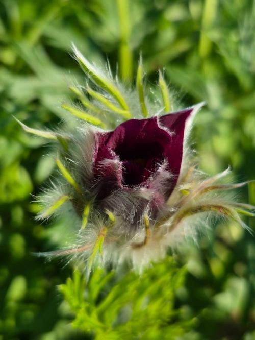 История путешествия саженца прострела (сон трава). 06 История путешествия саженца прострела (сон трава). 06