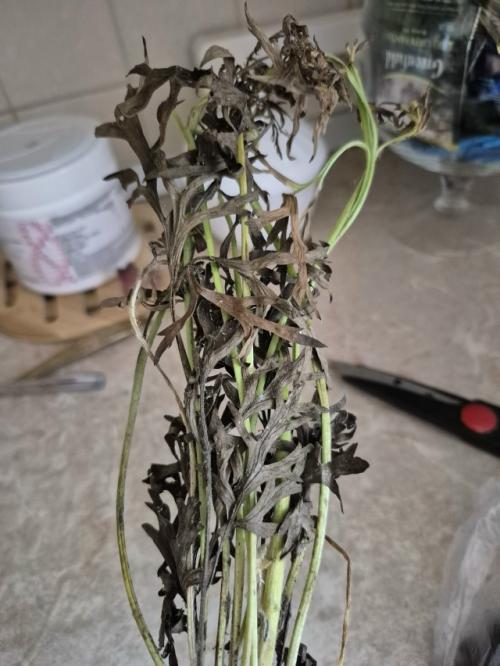 История путешествия саженца прострела (сон трава). 02 История путешествия саженца прострела (сон трава). 02