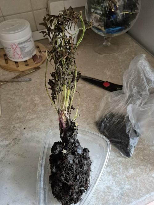 История путешествия саженца прострела (сон трава). 01 История путешествия саженца прострела (сон трава). 01