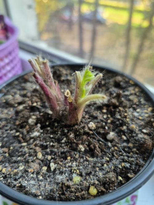 История путешествия саженца прострела (сон трава). 05 История путешествия саженца прострела (сон трава). 05