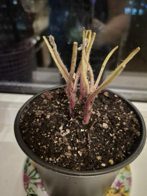 История путешествия саженца прострела (сон трава). 04 История путешествия саженца прострела (сон трава). 04