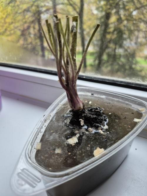 История путешествия саженца прострела (сон трава). 03 История путешествия саженца прострела (сон трава). 03