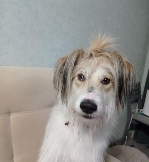 Зверофото зверобайки.  Короче, даю ролевой лайфхак от мадемуазель Антонины бородетты кусалии де дворье для каждой королевы полигона. 01