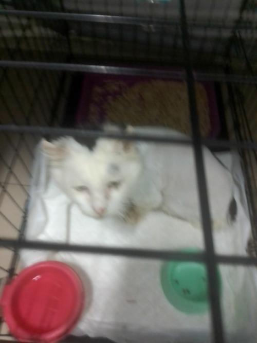 Белый с модной стрижкой. 02