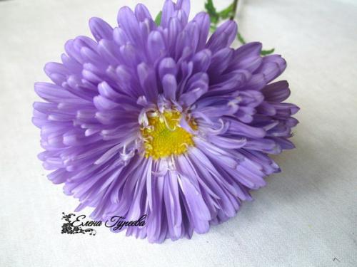 Сегодня мой новый разборцветовотеленыгуреевой посвящен такому казалось бы простому цветку как астра. 07 Сегодня мой новый разборцветовотеленыгуреевой посвящен такому казалось бы простому цветку как астра. 07