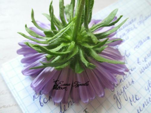 Сегодня мой новый разборцветовотеленыгуреевой посвящен такому казалось бы простому цветку как астра. 04 Сегодня мой новый разборцветовотеленыгуреевой посвящен такому казалось бы простому цветку как астра. 04