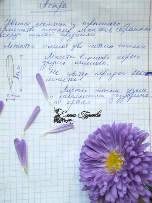 Сегодня мой новый разборцветовотеленыгуреевой посвящен такому казалось бы простому цветку как астра. 08 Сегодня мой новый разборцветовотеленыгуреевой посвящен такому казалось бы простому цветку как астра. 08