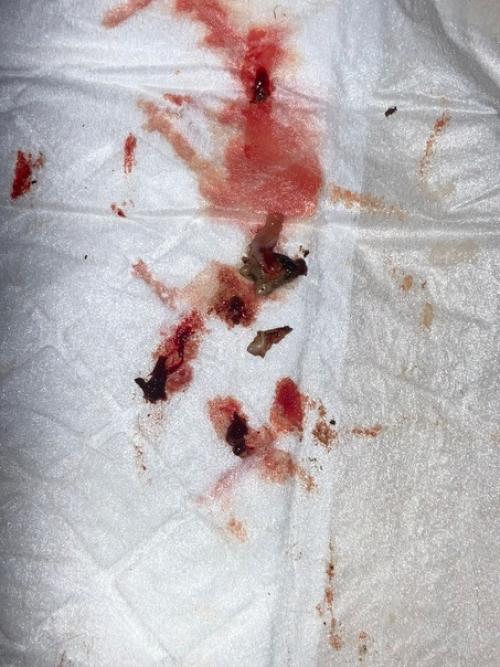 Белый с модной стрижкой. 03