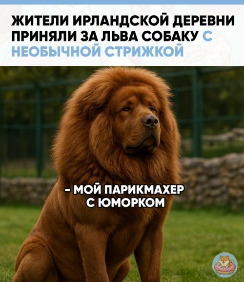 В Ирландии произошла настоящая паника: жители вызвали полицию, уверенные, что по округе шастает сбежавший из зоопарка лев. 
