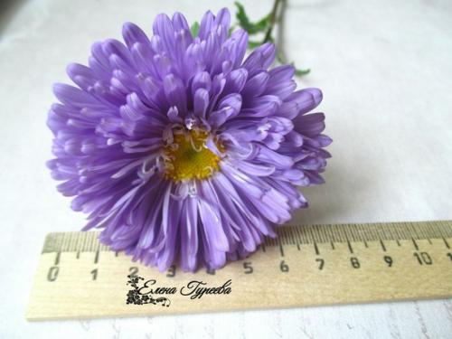 Сегодня мой новый разборцветовотеленыгуреевой посвящен такому казалось бы простому цветку как астра. 01 Сегодня мой новый разборцветовотеленыгуреевой посвящен такому казалось бы простому цветку как астра. 01