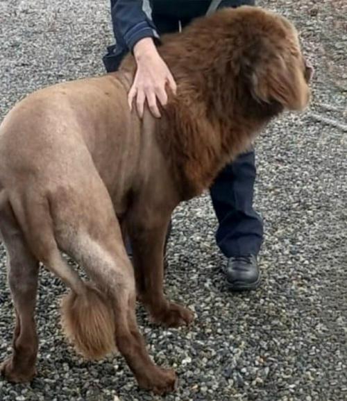 В Ирландии произошла настоящая паника: жители вызвали полицию, уверенные, что по округе шастает сбежавший из зоопарка лев. 02