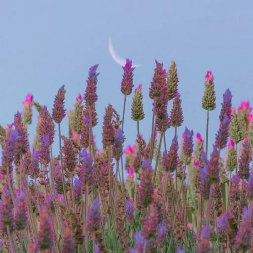 Я красоту видел. 02 Я красоту видел. 02