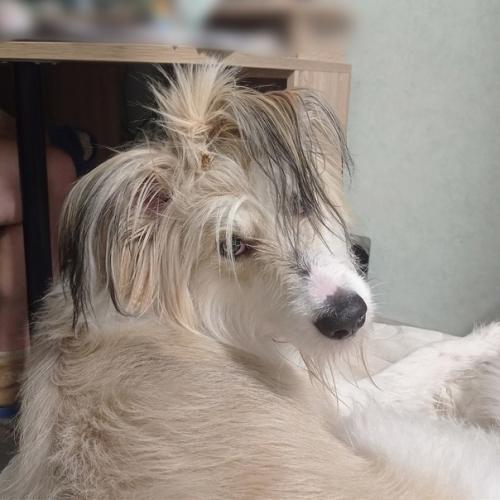 Зверофото зверобайки.  Короче, даю ролевой лайфхак от мадемуазель Антонины бородетты кусалии де дворье для каждой королевы полигона. 02