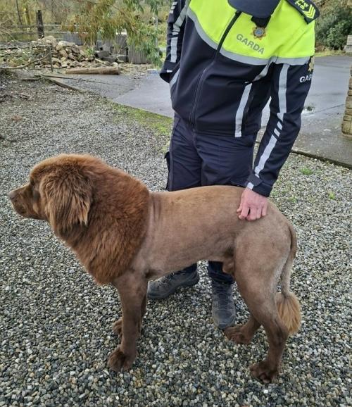 В Ирландии произошла настоящая паника: жители вызвали полицию, уверенные, что по округе шастает сбежавший из зоопарка лев. 01